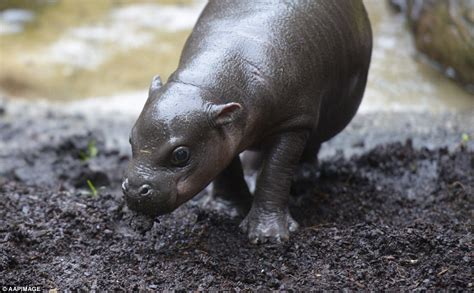 Pygmy hippo calf makes a splash at Melbourne Zoo during first public appearance | Daily Mail Online