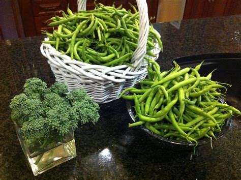 Green Bean Harvest - Growing In My GardenGrowing In My Garden