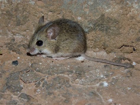 Argentina nativa: Laucha chica (Calomys laucha)