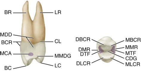 9: The Permanent Maxillary Premolars | Pocket Dentistry