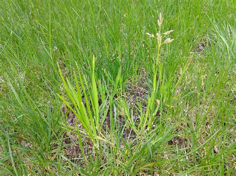 identification - Does Poa annua always flower and produce seed in the ...