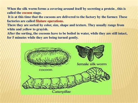 Sericulture: History,silk route & types of silk