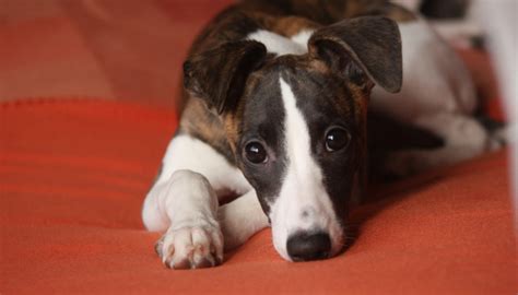 Xylitol: The Artificial Sweetener That Can Be Fatal to Dogs - Puppy Leaks