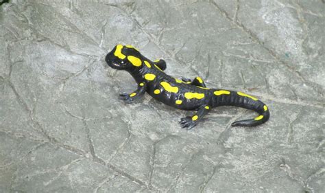 Do Tiger Salamanders Make Good Pets – Care, Habitat and Owners Guide ...