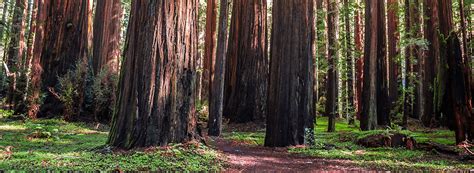 Campgrounds Near Redwood National Park - Spot2Nite