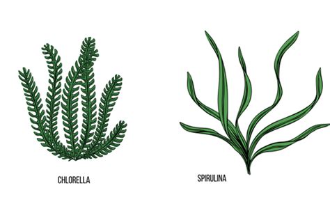 Spirulina vs Chlorella: Which Microalgae Is Better?