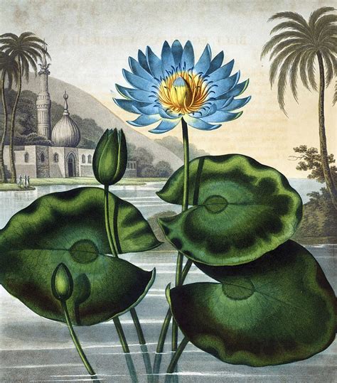 Blue Egyptian Lotus Painting by Bird Republic - Fine Art America