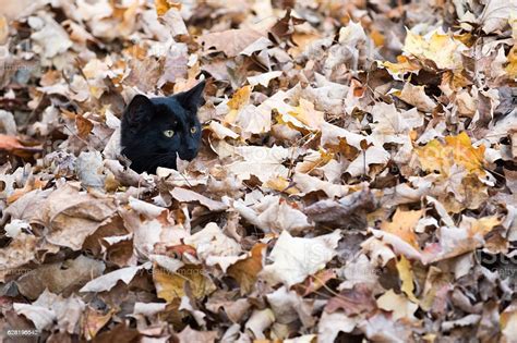 Black Cat In Fall Leaves Stock Photo - Download Image Now - Animal ...