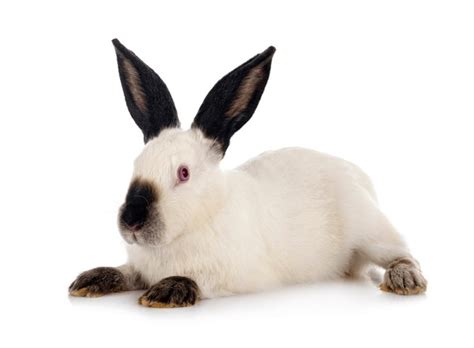 476 Californian Rabbit Royalty-Free Photos and Stock Images | Shutterstock