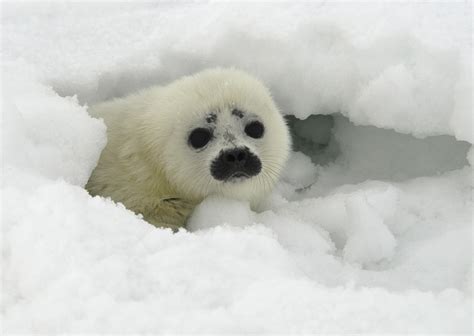 Global Warming and Shrinking Ice Threaten Baby Harp Seals : Nature ...