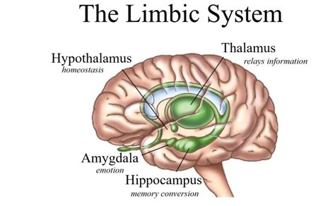 Mold Illness limbic dysfunction | 3 steps to help your limbic system ...