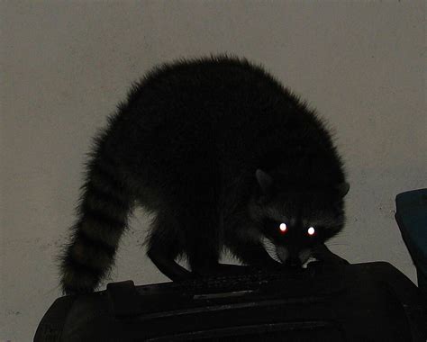 Raccoon lights | Animals, Cute animals, Raccoon