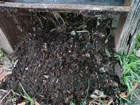 How can I use compost to reduce soil borne root diseases | Gardening With Angus