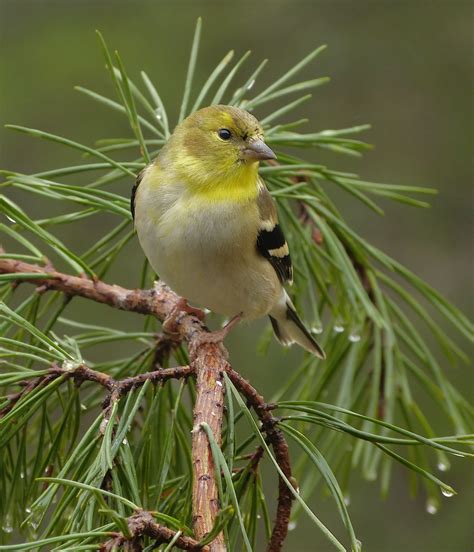 Male American Goldfinch - FeederWatch