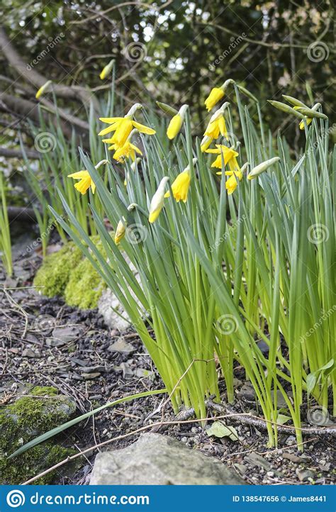 First Spring Flowers, Daffodils. Stock Photo - Image of yellow, grass: 138547656