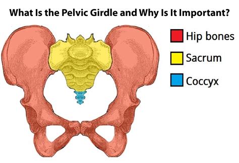 What Is the Pelvic Girdle and Why Is It Important? - Mind My Feed