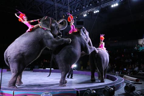 Animals a big part of the circus in Florence shows | Local News | scnow.com