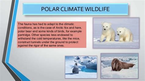 Polar climate