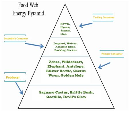 Desert Food Pyramid