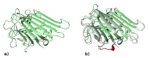 The structure of concanavalin A (2cna) (a) and its superposition to ...