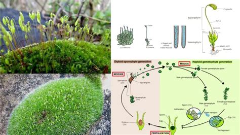 Bryophytes - definition, classification, life cycle, characteristics, importance - Biology Notes ...