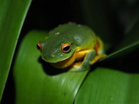 Rainforest Biodiversity: 5 easy species Part 5 – Reptiles & Amphibians ...