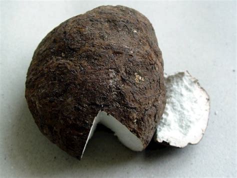 Poria-cocos mushrooms (Fu Ling) in Chinese medicine