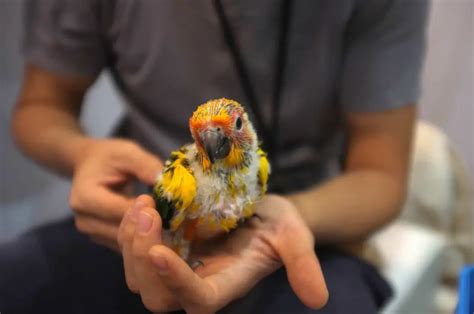 Are Parrots Easy To Breed? 5 Steps to Go Through - Talkie Parrot