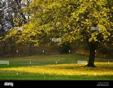 Yellow Leaf Tree in Fall Stock Photo - Alamy