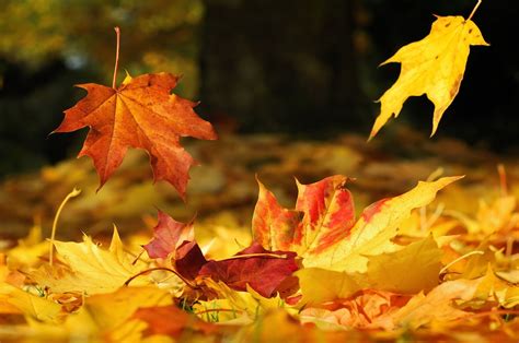 Hypnogoria: FOLKLORE ON FRIDAY - Autumn Leaves