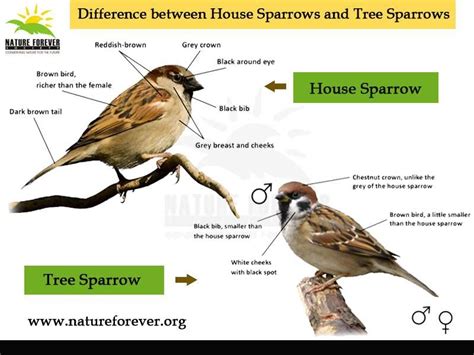 We see sparrows around us. But can we distinguish a House Sparrow and Tree Sparrows. Know your ...