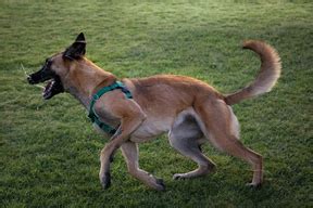 Dogs in action | captivatingk9s