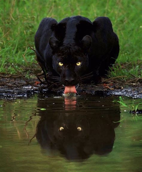 Black panther | Animals, Animals beautiful, Animal planet