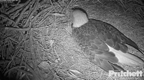 WATCH LIVE: Florida bald eagle eggs hatching - ABC7 Chicago