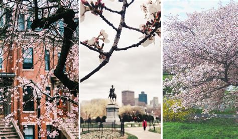 See the Flowering Pink Trees in Boston While You Still Can