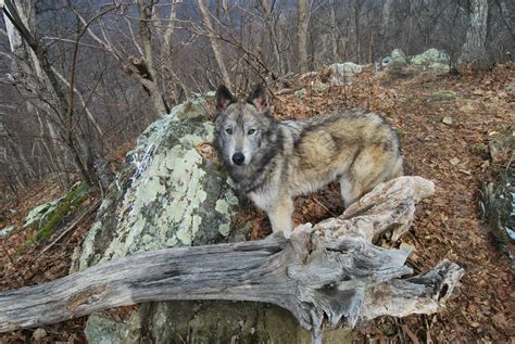 My hiking buddy in the Appalachian Mountains. : pics