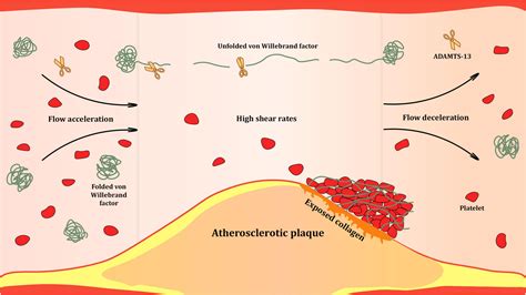 Frontiers | Von Willebrand factor in diagnostics and treatment of ...