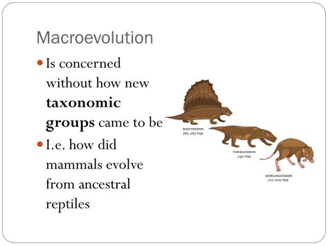 PPT - Macroevolution PowerPoint Presentation, free download - ID:2576096