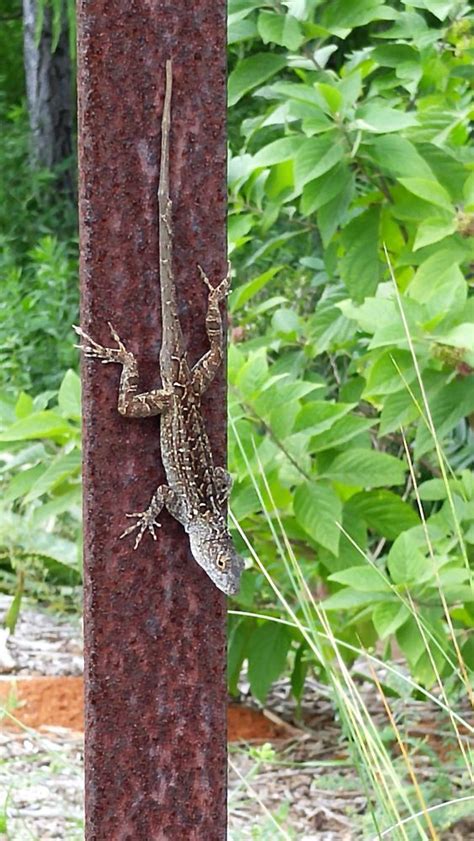 A New Kid on the Block: the Cuban (Brown) Anole - UF/IFAS Extension ...