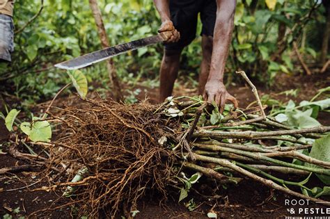 What’s All This about Kava Chemotypes? - Kava root powder | Root and Pestle