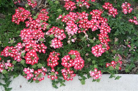 Verbena Lascar Big Eye Red Rose habit | Growth habit as grou… | Flickr