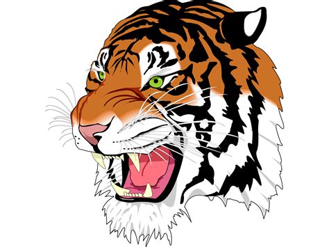 Tiger PNG image, free download, tigers