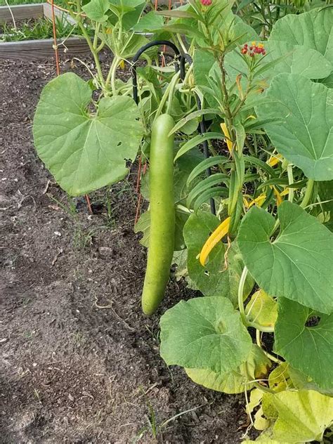 Cucuzza Squash Plants: How To Grow And Care For Cucuzza Italian Squash