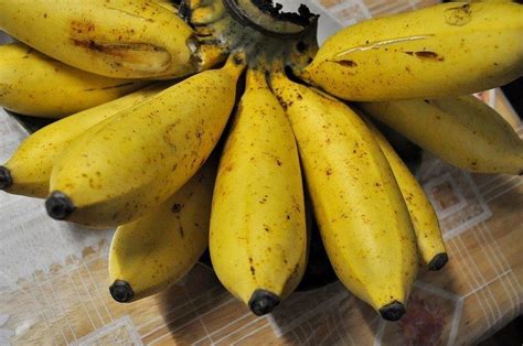 Latundan banana ~ Detailed Information | Photos | Videos