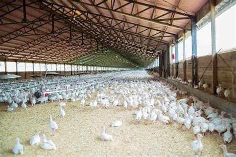 Poultry Farming in the Philippines: How to Start, Breeds, Subsidy, Loans, and Profits