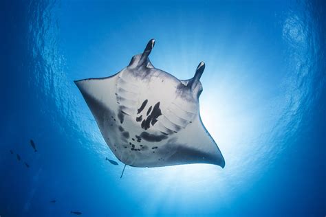 Manta Ray Conservation — MUI By Six Senses Laamu