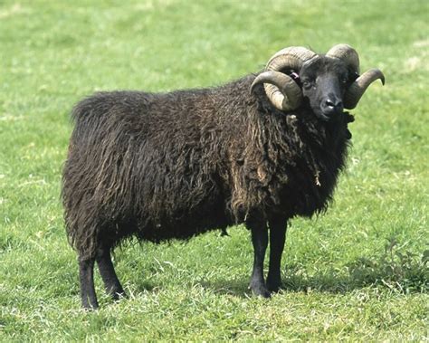 Hebridean sheep | Sheep, Sheep breeds, Goats