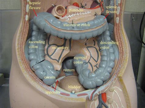 Nothing found for Quadrants Abdominal Cavity Dorena Rode Anatomy Open Lab | Anatomy models ...