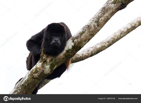 Howler monkey in Costa Rica — Stock Photo © wollertz #155870156