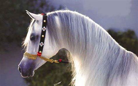 Arabian Horse Wallpapers - Wallpaper Cave